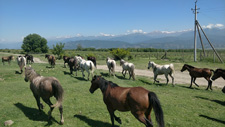Georgia-Georgia-Kakheti Horse Drive